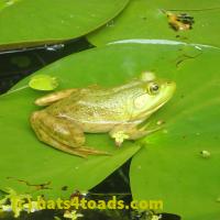 /home//u458753944/public_html/sourcegallery//////Frogs/More bullfrogs/P7140833.JPG